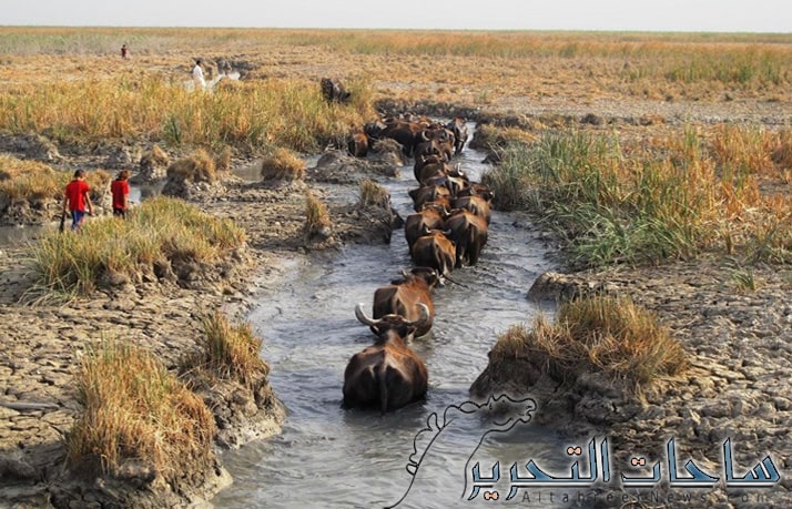 لجنة الزراعة: الجفاف تسبب بتقليص الثروة الحيوانية في 9 مناطق عراقية